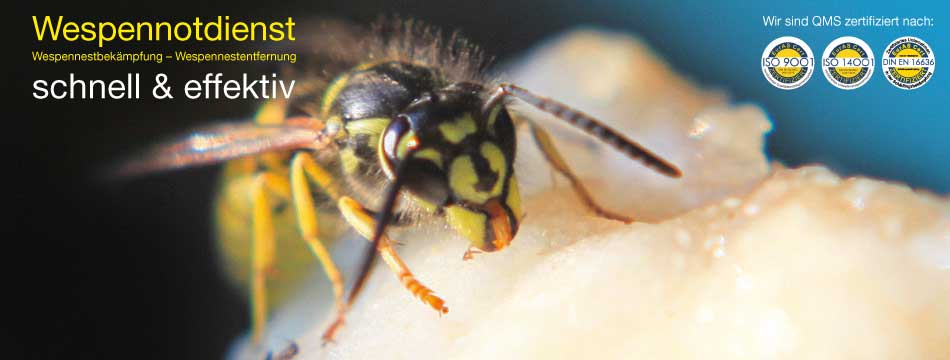 Wespenbekämpfung